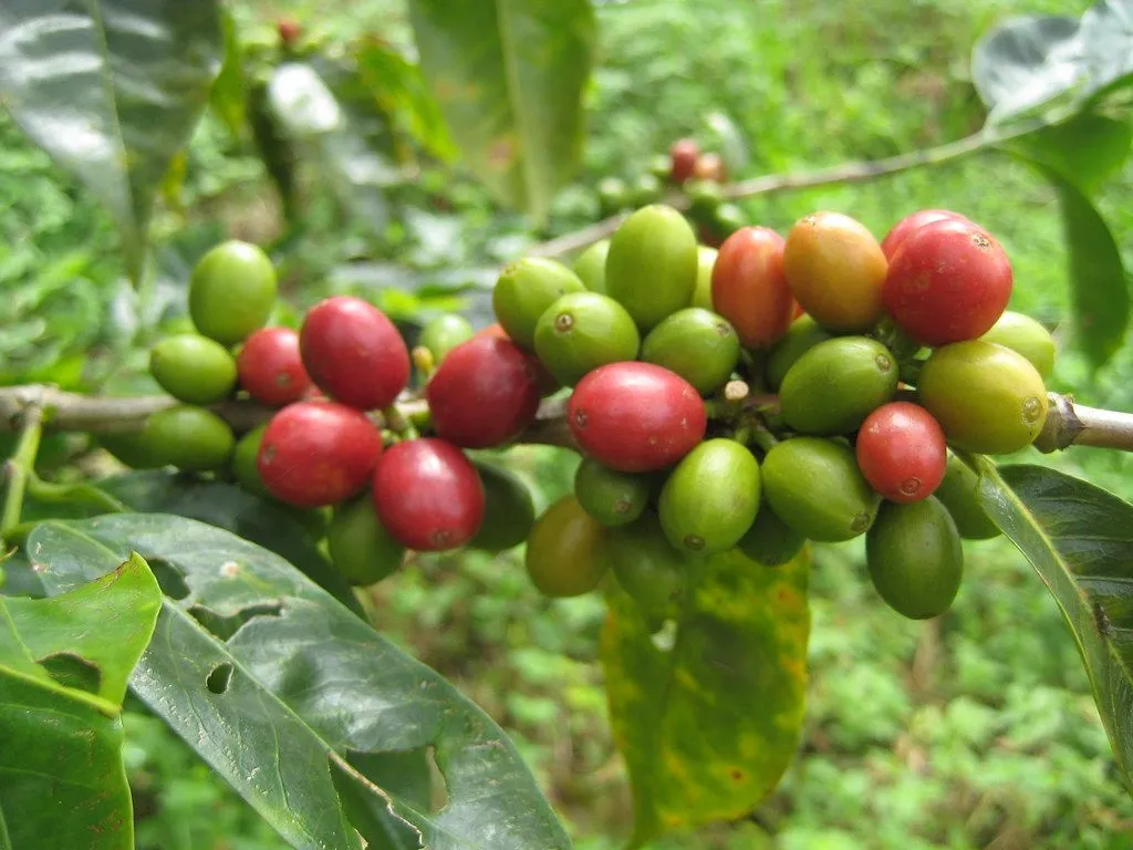 Kintamani Natural — photo 2