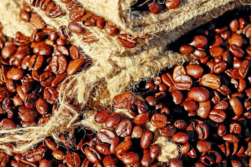 Pupuan Robusta